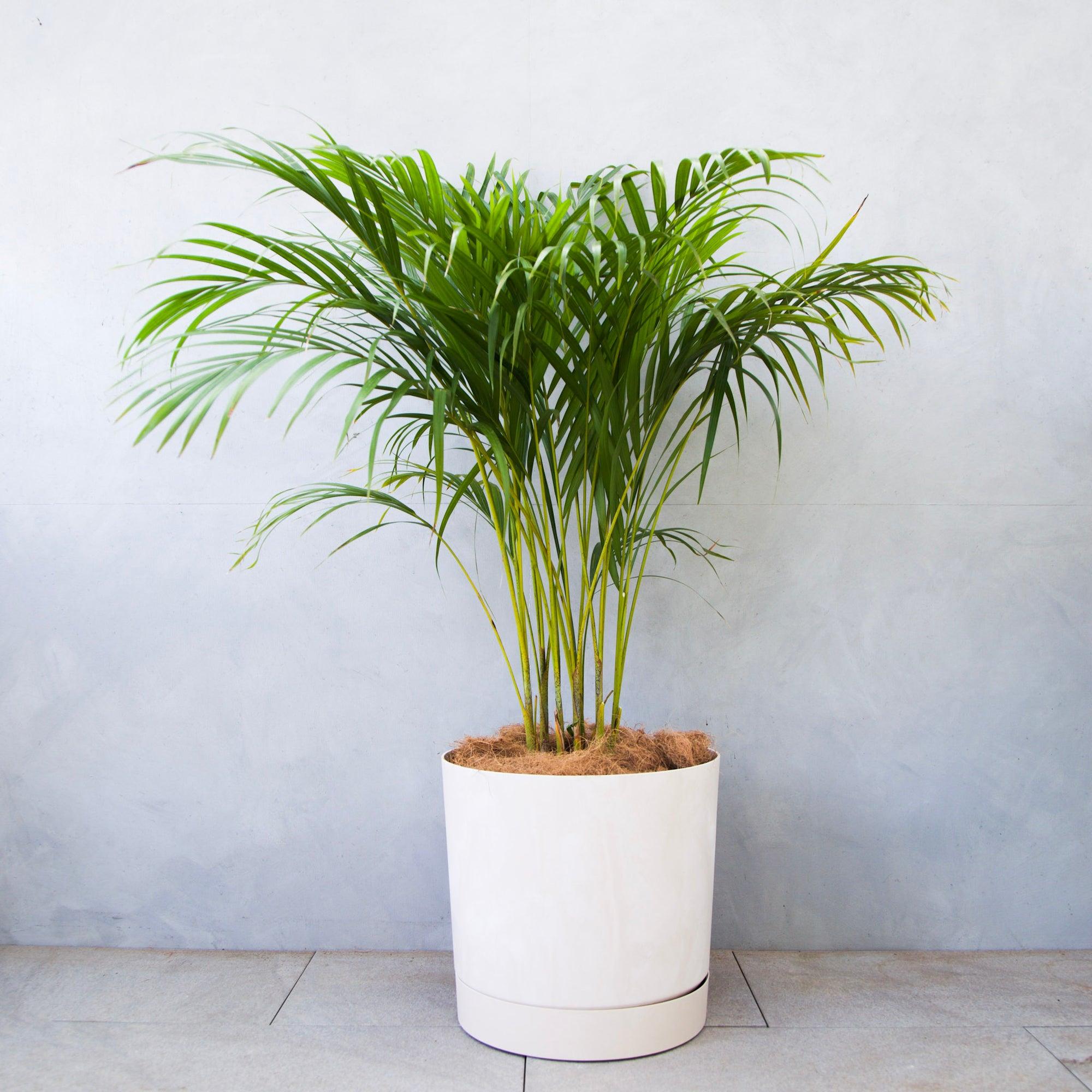 Areca Palm
